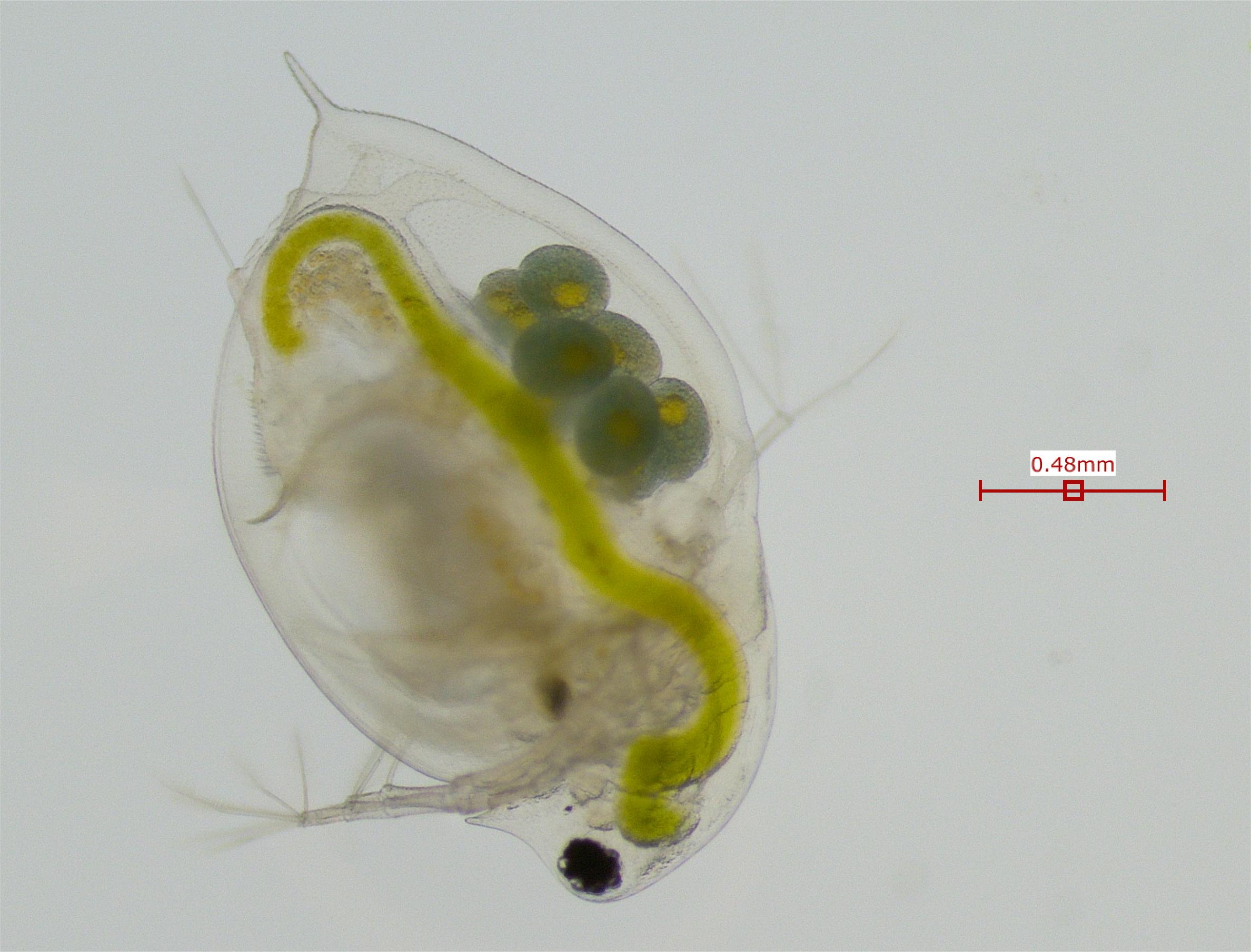 Daphnia pulex